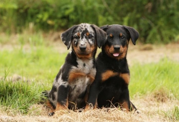Beauceron Puppies Your Comprehensive Guide to Adoption, Care, and Training