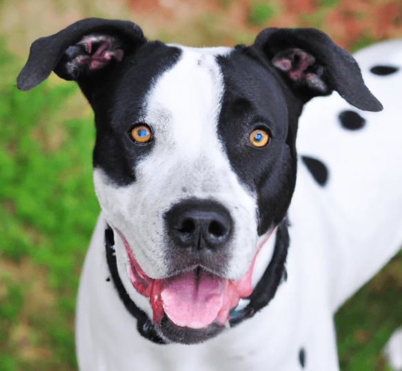 Pitbull Mix Dalmatian The Ultimate Guide to Your Spotted Companion