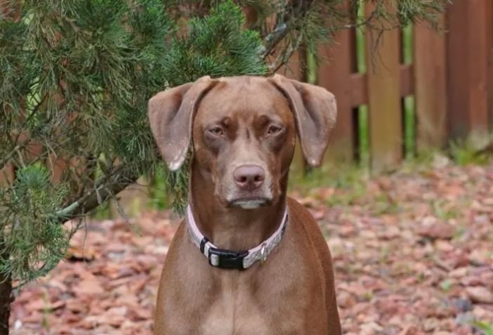 Weimaraner Mix Pitbull Training for Intelligence and Finding the Perfect Activity